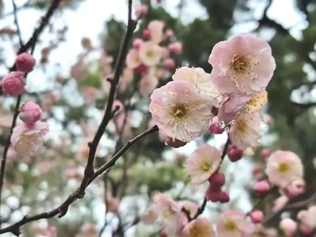 0227_102939_783.jpg 微信图片_2025-02-27_102926_217.jpg