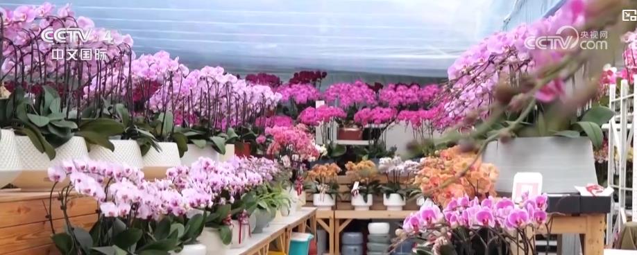 河北石家庄：逛花市寻年味 迎春花展迎新年.jpg