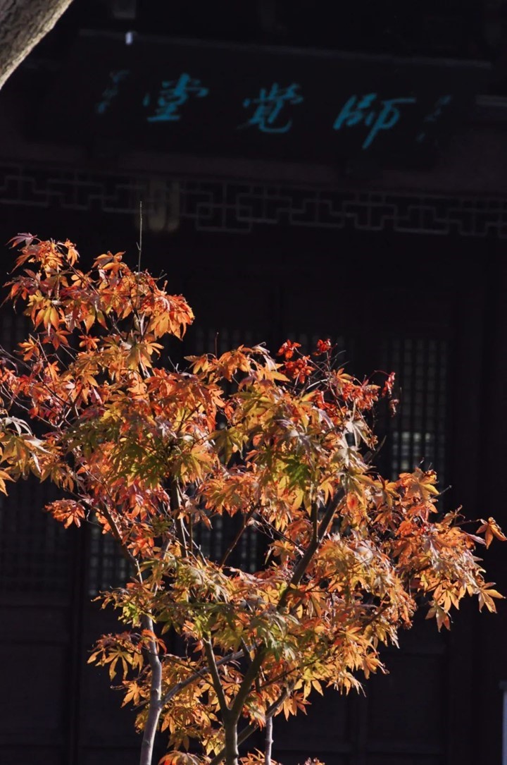 寒风乍起,秋意正浓,你想要的绝色秋光就藏在青浦! 寒风乍起,秋意正浓,你想要的绝色秋光就藏在青浦!