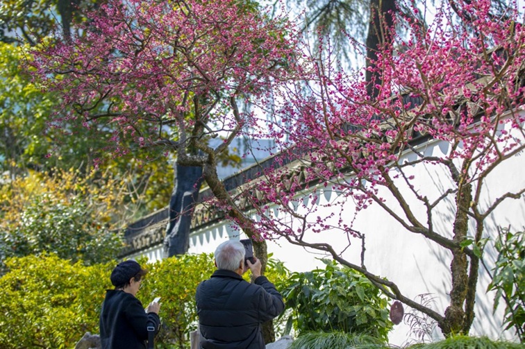 沪水畔,慢时光!梅花映水,到青浦赏梅品水 沪水畔,慢时光!梅花映水,到青浦赏梅品水