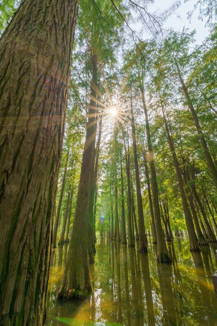 秋水伊人,来青浦,乘坐公共交通邂逅初秋水岸的一缕风凉! 秋水伊人,来青浦,乘坐公共交通邂逅初秋水岸的一缕风凉!