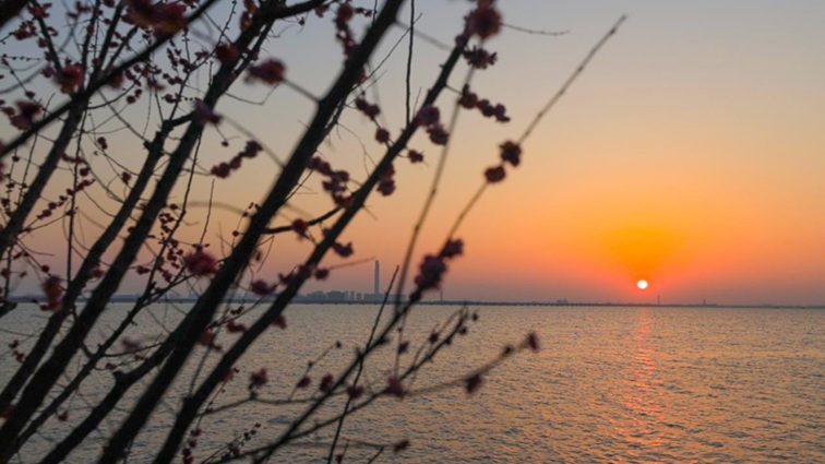 沪水畔,慢时光!梅花映水,到青浦赏梅品水 沪水畔,慢时光!梅花映水,到青浦赏梅品水