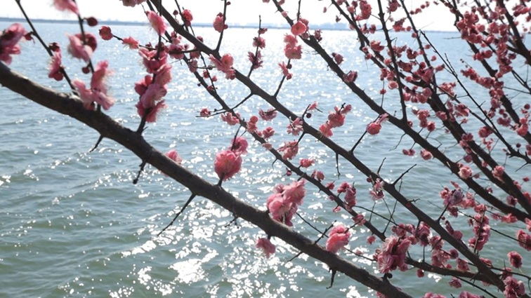 沪水畔,慢时光!梅花映水,到青浦赏梅品水 沪水畔,慢时光!梅花映水,到青浦赏梅品水