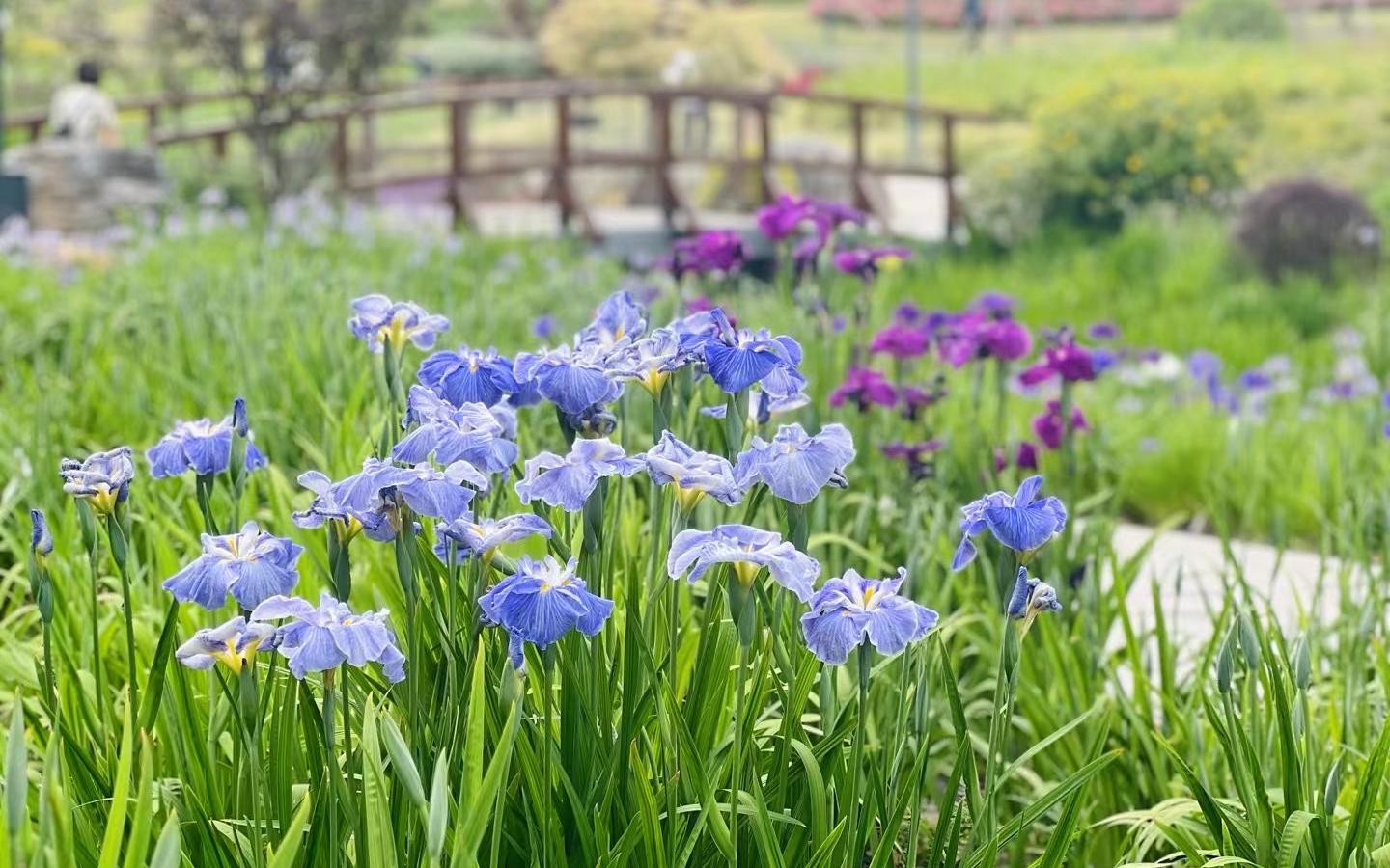 植物园鸢尾园1.jpg 植物园鸢尾园1.jpg