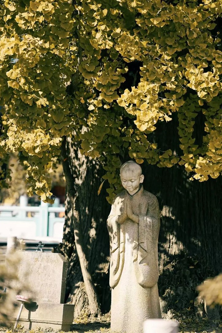 银杏落金,青浦迎来了年度“最闪亮”时刻! 银杏落金,青浦迎来了年度“最闪亮”时刻!