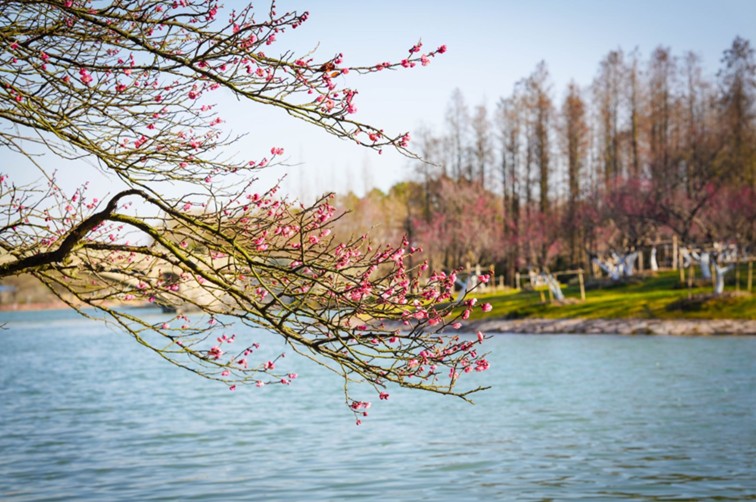 江南梅花季丨开往春天的列车已上线!抓紧冲,青浦梅花已绽放80%! 江南梅花季丨开往春天的列车已上线!抓紧冲,青浦梅花已绽放80%!