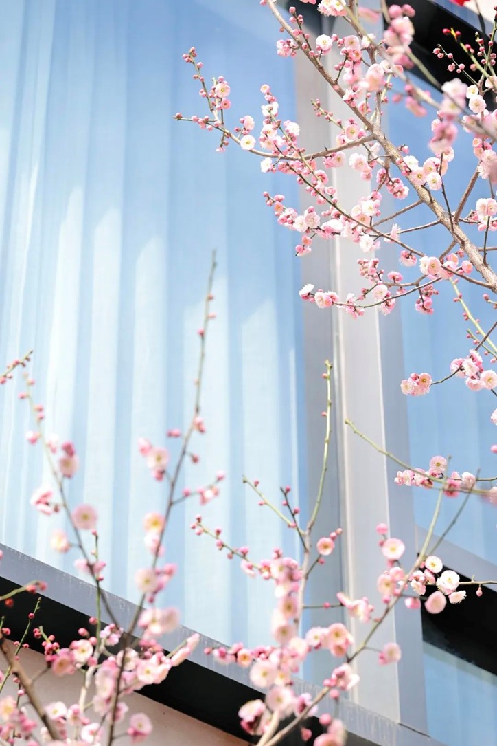 江南梅花季丨“梅”美与共!住在青浦花影中,盼君缓缓归矣 江南梅花季丨“梅”美与共!住在青浦花影中,盼君缓缓归矣