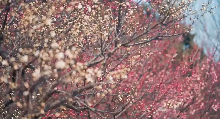 江南梅花季丨开往春天的列车已上线!抓紧冲,青浦梅花已绽放80%! 江南梅花季丨开往春天的列车已上线!抓紧冲,青浦梅花已绽放80%!