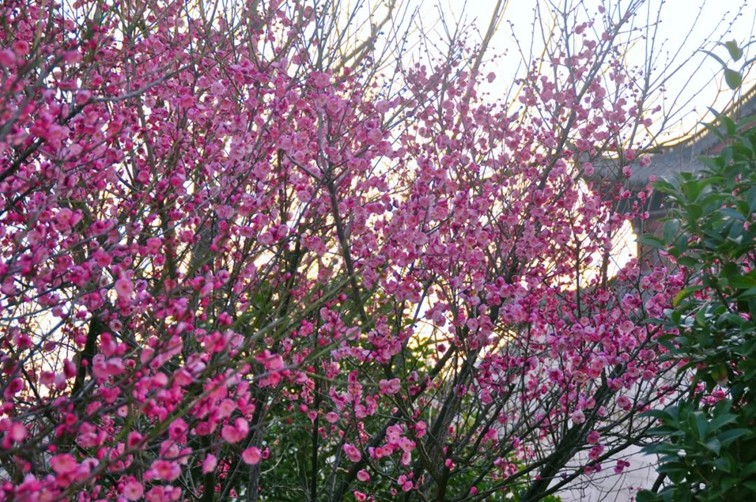 江南梅花季丨开往春天的列车已上线!抓紧冲,青浦梅花已绽放80%! 江南梅花季丨开往春天的列车已上线!抓紧冲,青浦梅花已绽放80%!