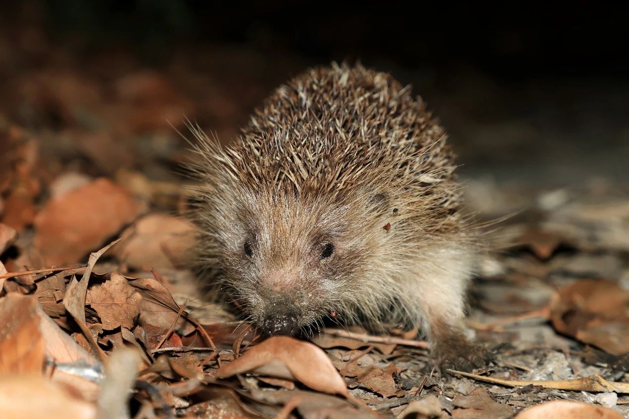 上海首个商场内的“生境花园”即将在长宁亮相3.jpg 上海首个商场内的“生境花园”即将在长宁亮相3.jpg