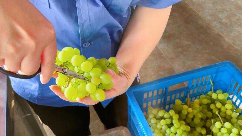工人正在修剪葡萄并打包.jpeg 工人正在修剪葡萄并打包.jpeg