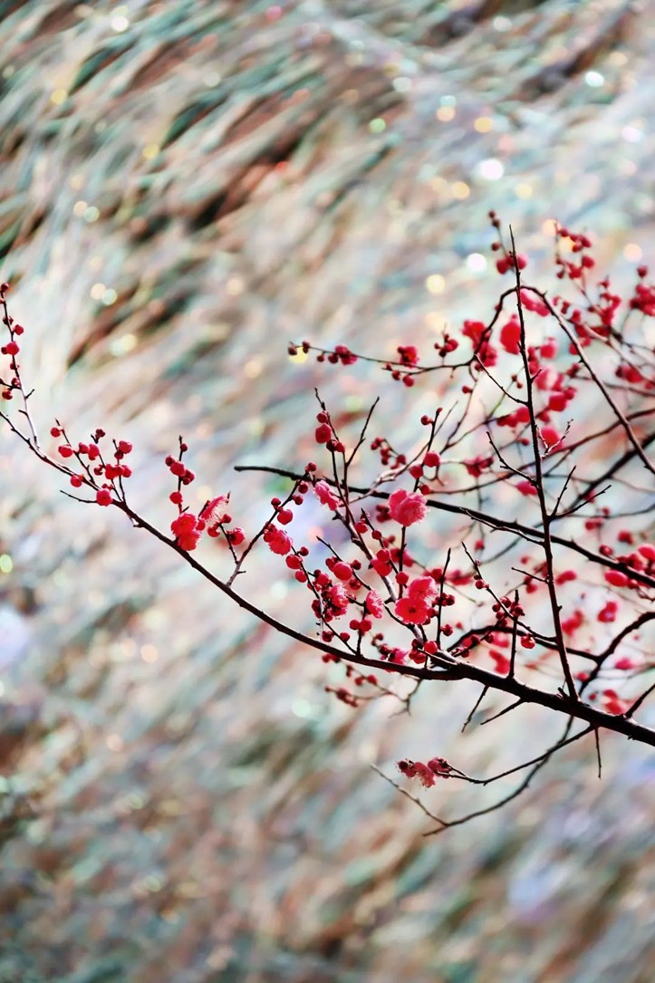 江南梅花季丨开往春天的列车已上线!抓紧冲,青浦梅花已绽放80%! 江南梅花季丨开往春天的列车已上线!抓紧冲,青浦梅花已绽放80%!