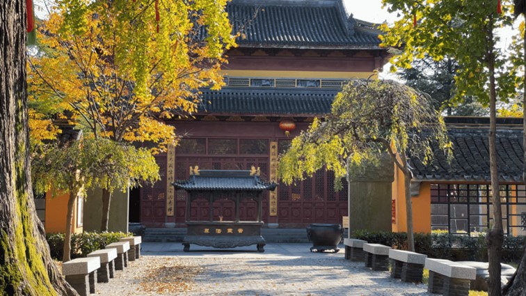 银杏落金,青浦迎来了年度“最闪亮”时刻! 银杏落金,青浦迎来了年度“最闪亮”时刻!