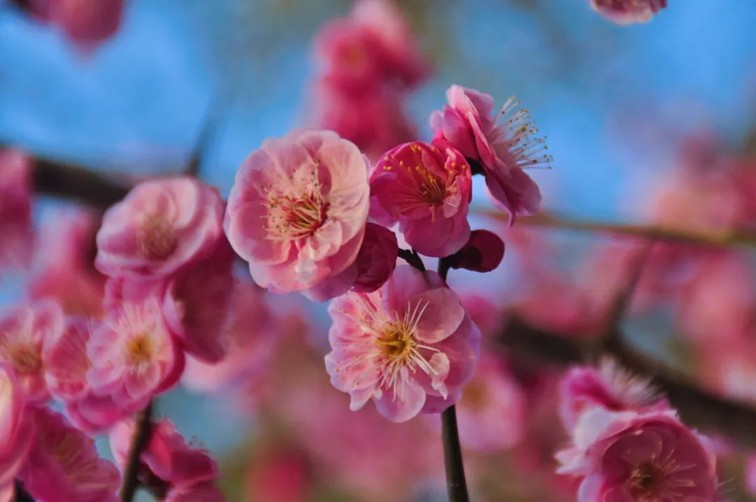 江南梅花季丨开往春天的列车已上线!抓紧冲,青浦梅花已绽放80%! 江南梅花季丨开往春天的列车已上线!抓紧冲,青浦梅花已绽放80%!