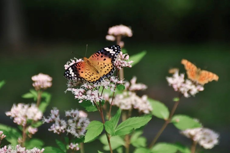 寒风乍起,秋意正浓,你想要的绝色秋光就藏在青浦! 寒风乍起,秋意正浓,你想要的绝色秋光就藏在青浦!