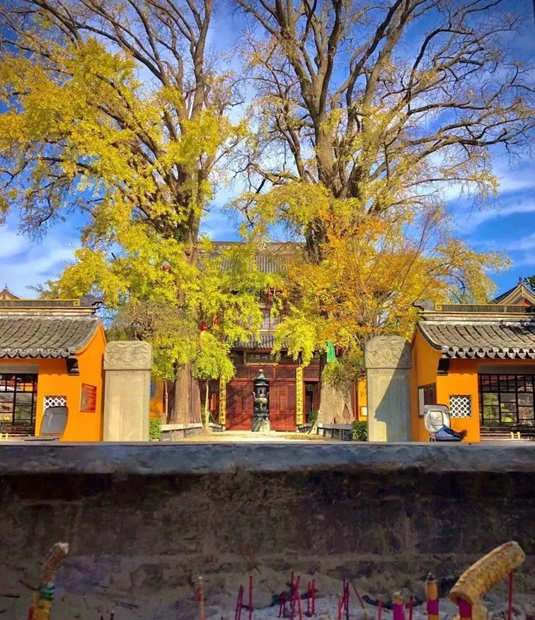 银杏落金,青浦迎来了年度“最闪亮”时刻! 银杏落金,青浦迎来了年度“最闪亮”时刻!