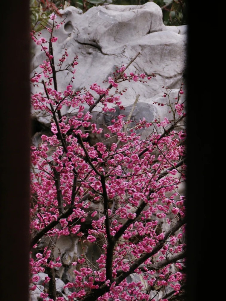 江南梅花季丨开往春天的列车已上线!抓紧冲,青浦梅花已绽放80%! 江南梅花季丨开往春天的列车已上线!抓紧冲,青浦梅花已绽放80%!