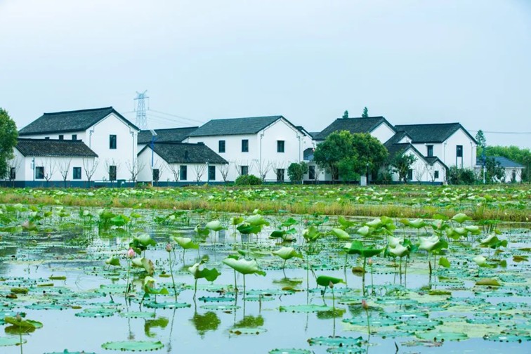 随着镜头中的涟漪,在水韵流转中感受青浦水美乡村 随着镜头中的涟漪,在水韵流转中感受青浦水美乡村