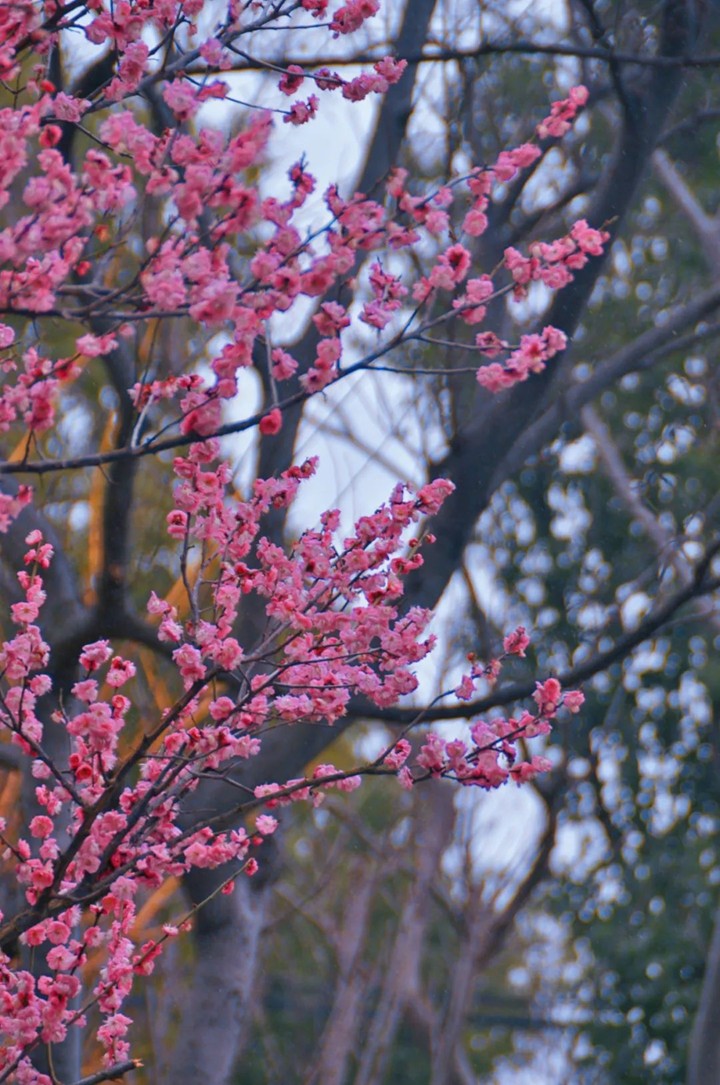 江南梅花季丨开往春天的列车已上线!抓紧冲,青浦梅花已绽放80%! 江南梅花季丨开往春天的列车已上线!抓紧冲,青浦梅花已绽放80%!