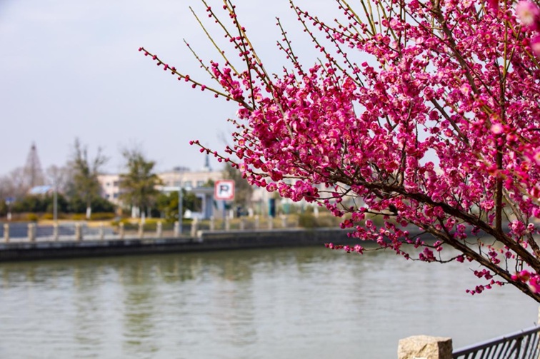 沪水畔,慢时光!梅花映水,到青浦赏梅品水 沪水畔,慢时光!梅花映水,到青浦赏梅品水