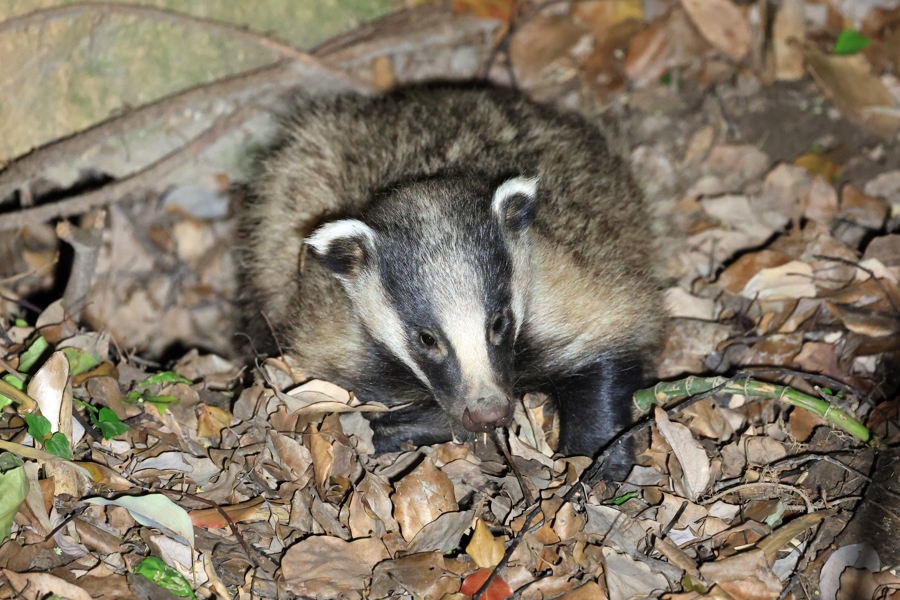 多年不见的狗獾现身长宁区陆家浜西南岸。资料图片.jpg 多年不见的狗獾现身长宁区陆家浜西南岸。资料图片.jpg