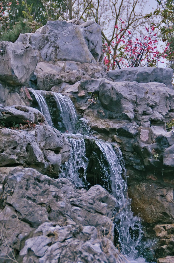 江南梅花季丨开往春天的列车已上线!抓紧冲,青浦梅花已绽放80%! 江南梅花季丨开往春天的列车已上线!抓紧冲,青浦梅花已绽放80%!