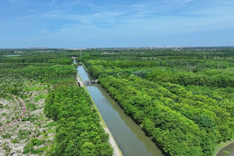 江南春景水一半,12处小流域绘青浦生态美域 江南春景水一半,12处小流域绘青浦生态美域