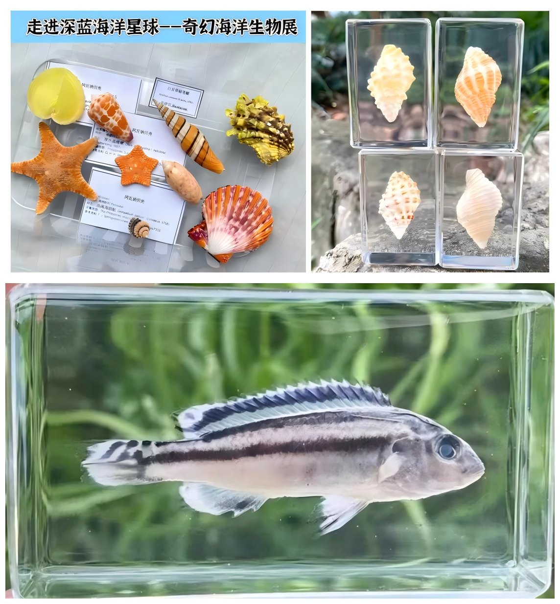 WPS拼图1.png WPS拼图1.png