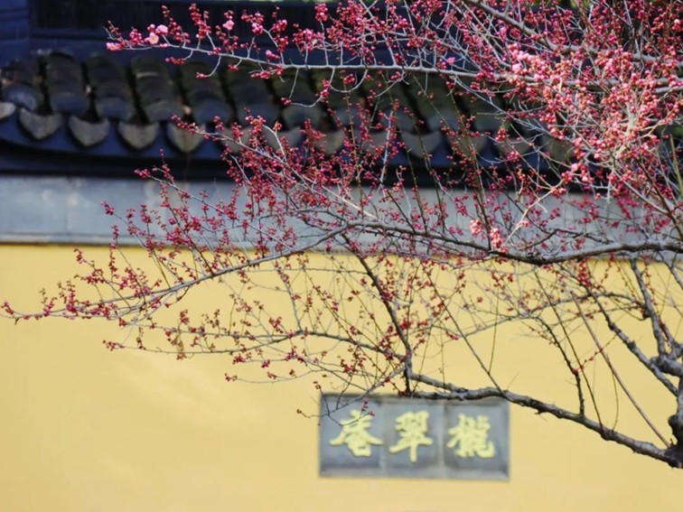 江南梅花季丨开往春天的列车已上线!抓紧冲,青浦梅花已绽放80%! 江南梅花季丨开往春天的列车已上线!抓紧冲,青浦梅花已绽放80%!