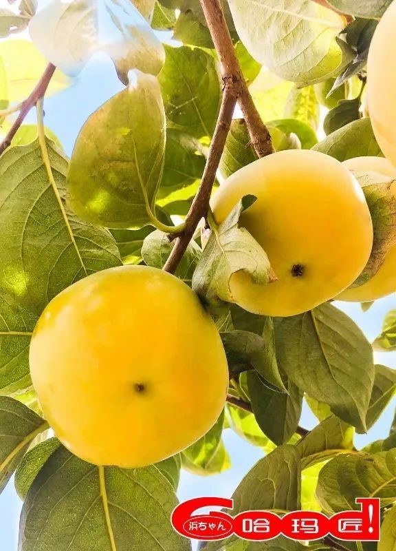 柿子熟了,快来青浦邂逅最“甜蜜”的秋!再不来就要等一年了! 柿子熟了,快来青浦邂逅最“甜蜜”的秋!再不来就要等一年了!