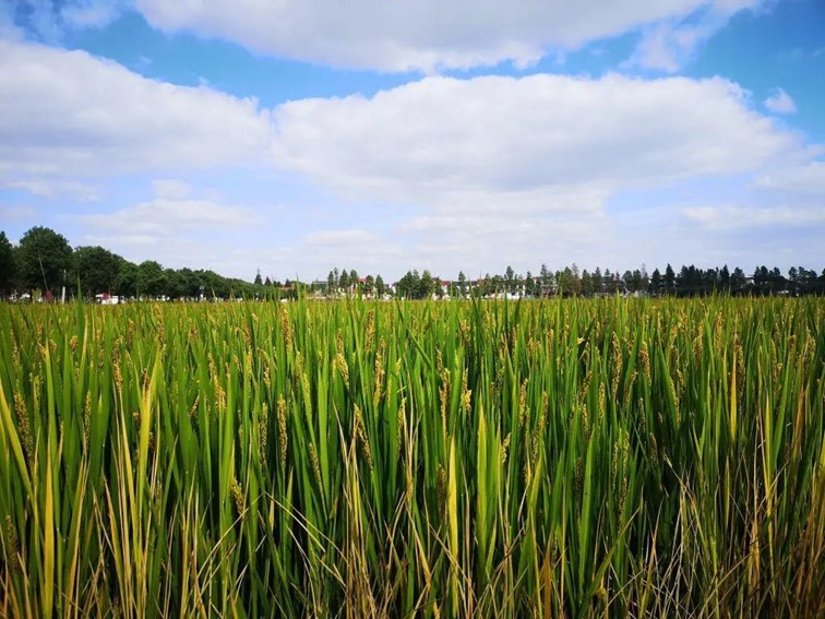 入选“国”字号!这几种青浦特色农产品,每一款都超赞~ 入选“国”字号!这几种青浦特色农产品,每一款都超赞~