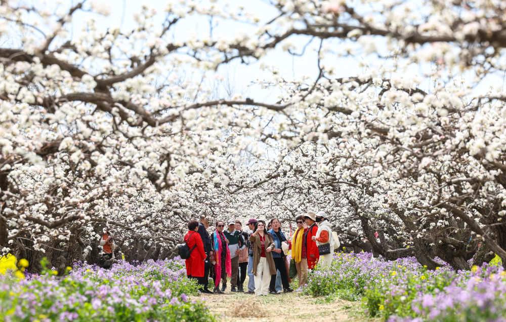 2025年4月5日,游客在河北省晋州市周家庄乡第九生产队梨园内踏青赏花。新华社发(梁子栋 摄).jpg 2025年4月5日,游客在河北省晋州市周家庄乡第九生产队梨园内踏青赏花。新华社发(梁子栋 摄).jpg