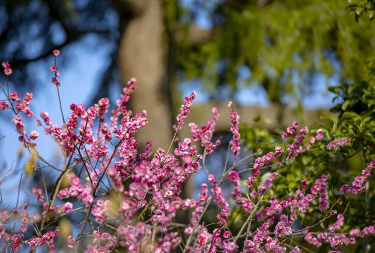 沪水畔,慢时光!梅花映水,到青浦赏梅品水 沪水畔,慢时光!梅花映水,到青浦赏梅品水