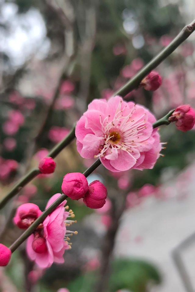 0227_102911_438.jpg 微信图片_2025-02-27_102917_755.jpg