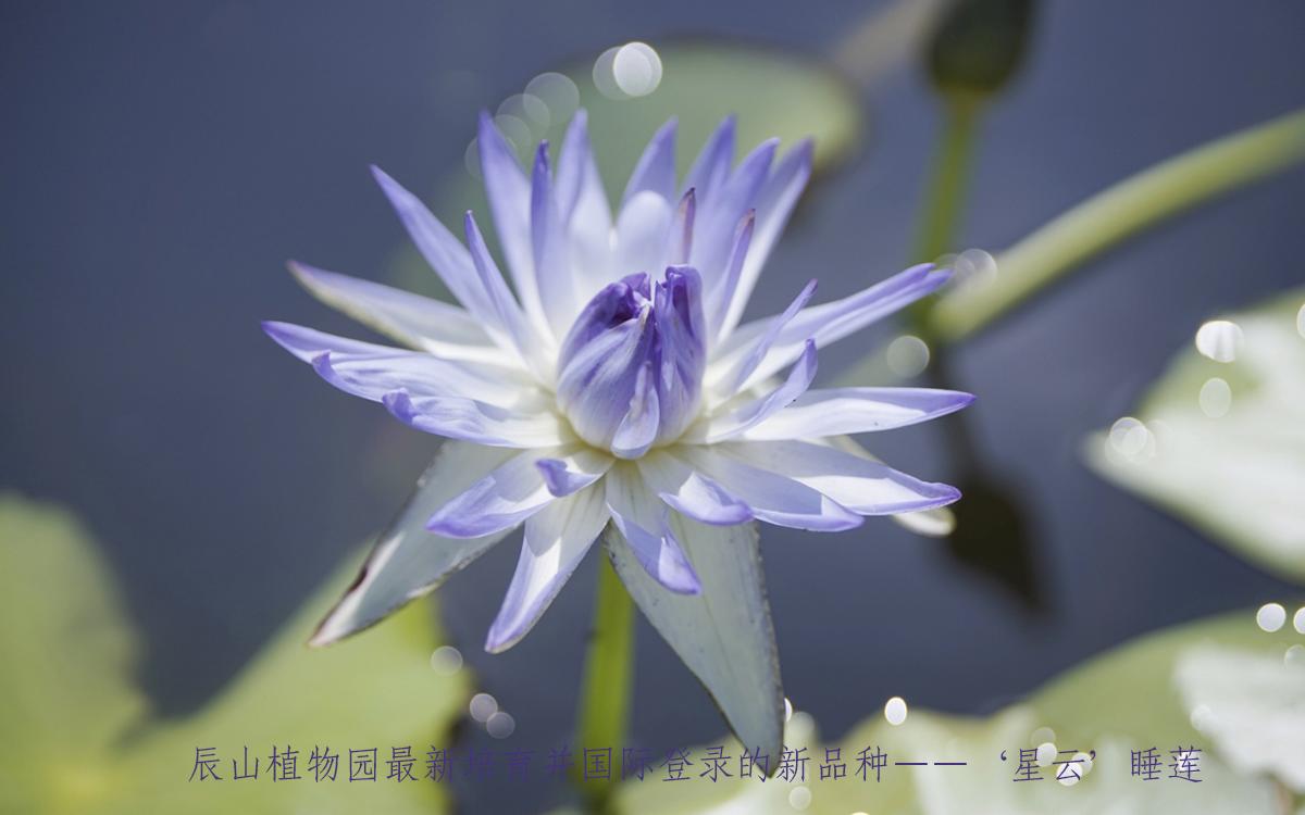 01、‘星云’睡莲(辰山自育品种).jpg 01、‘星云’睡莲(辰山自育品种).jpg