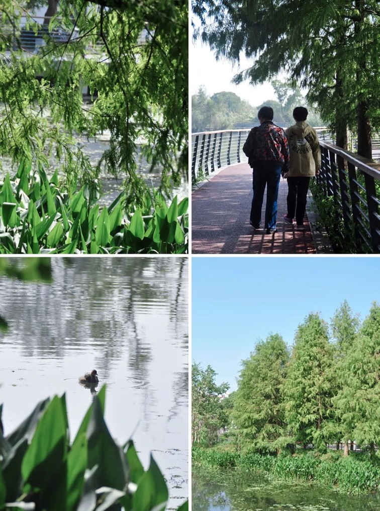 寒风乍起,秋意正浓,你想要的绝色秋光就藏在青浦! 寒风乍起,秋意正浓,你想要的绝色秋光就藏在青浦!