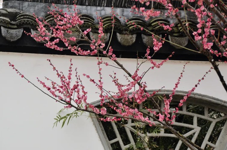 江南梅花季丨开往春天的列车已上线!抓紧冲,青浦梅花已绽放80%! 江南梅花季丨开往春天的列车已上线!抓紧冲,青浦梅花已绽放80%!