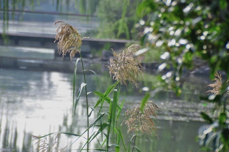 寒风乍起,秋意正浓,你想要的绝色秋光就藏在青浦! 寒风乍起,秋意正浓,你想要的绝色秋光就藏在青浦!