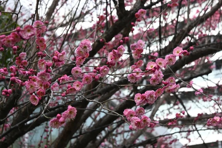 江南梅花季丨“梅”美与共!住在青浦花影中,盼君缓缓归矣 江南梅花季丨“梅”美与共!住在青浦花影中,盼君缓缓归矣