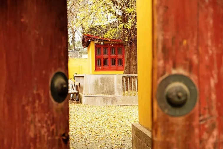 银杏落金,青浦迎来了年度“最闪亮”时刻! 银杏落金,青浦迎来了年度“最闪亮”时刻!