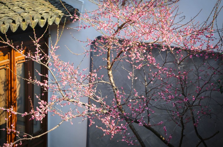 江南梅花季丨“梅”美与共!住在青浦花影中,盼君缓缓归矣 江南梅花季丨“梅”美与共!住在青浦花影中,盼君缓缓归矣