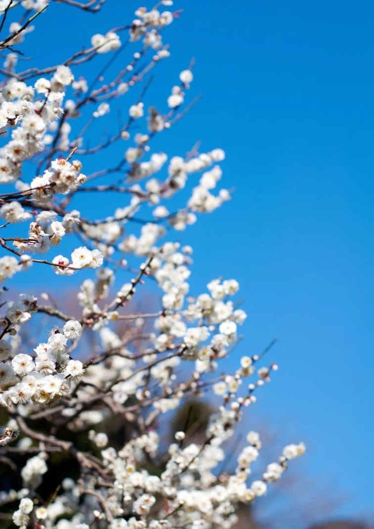 江南梅花季丨“梅”美与共!住在青浦花影中,盼君缓缓归矣 江南梅花季丨“梅”美与共!住在青浦花影中,盼君缓缓归矣