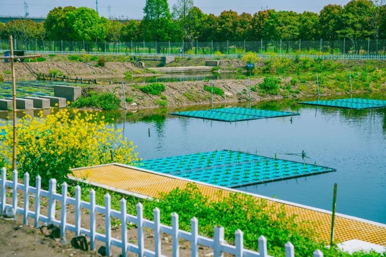 江南春景水一半,12处小流域绘青浦生态美域 江南春景水一半,12处小流域绘青浦生态美域