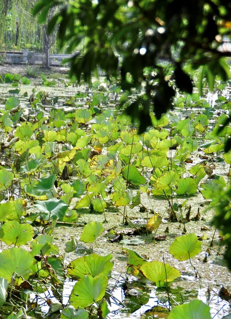 寒风乍起,秋意正浓,你想要的绝色秋光就藏在青浦! 寒风乍起,秋意正浓,你想要的绝色秋光就藏在青浦!