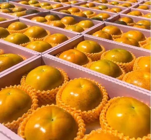 柿子熟了,快来青浦邂逅最“甜蜜”的秋!再不来就要等一年了! 柿子熟了,快来青浦邂逅最“甜蜜”的秋!再不来就要等一年了!