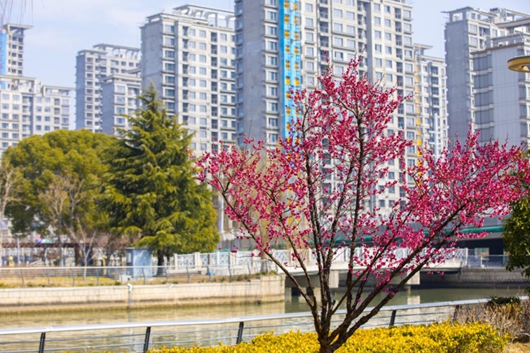 沪水畔,慢时光!梅花映水,到青浦赏梅品水 沪水畔,慢时光!梅花映水,到青浦赏梅品水