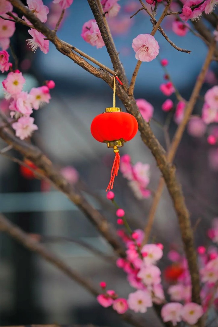 江南梅花季丨“梅”美与共!住在青浦花影中,盼君缓缓归矣 江南梅花季丨“梅”美与共!住在青浦花影中,盼君缓缓归矣