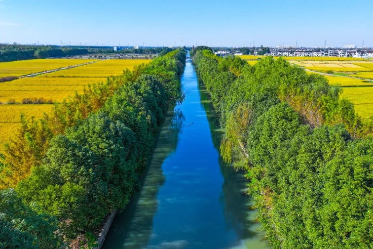 江南春景水一半,12处小流域绘青浦生态美域 江南春景水一半,12处小流域绘青浦生态美域