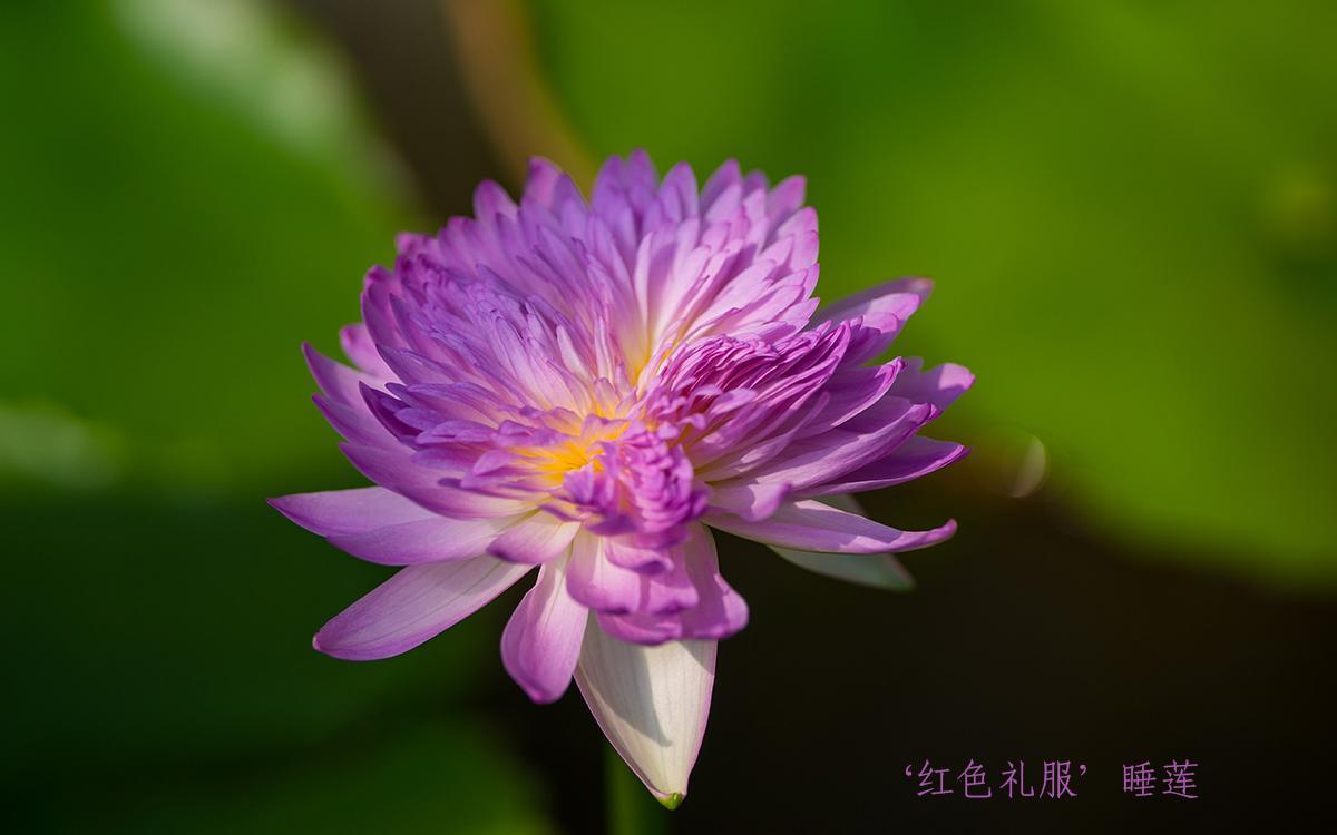 03、‘红色礼服’睡莲.jpg 03、‘红色礼服’睡莲.jpg