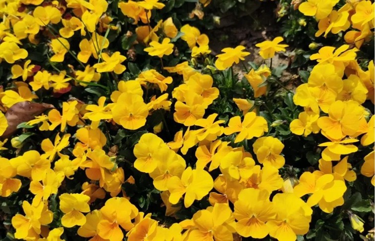 春日必逛!来青浦公园里放飞童年,收获满满治愈力 春日必逛!来青浦公园里放飞童年,收获满满治愈力